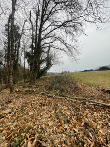 Photo de galerie - Elagage et coupe d'arbres