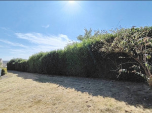 Photo de galerie - Taille de haie 