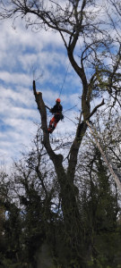 Photo de galerie - Abattage d'un frênes malade 