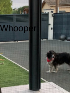 Photo de galerie - Whooper un chien gentil 