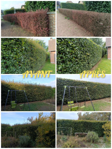 Photo de galerie - Taille de 60ml de haie de charme commun, et 10ml de haie de berberis rouge 
( secteur Sebourg )