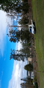 Photo de galerie - Elagage et coupe d'arbres