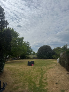 Photo de galerie - Taille de laurier de 9m de haut 