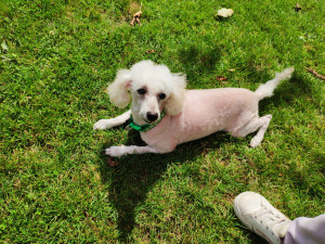 Photo de galerie - Garde de la petite Calina, elle est au parc canin à côté de chez-eux nous! 