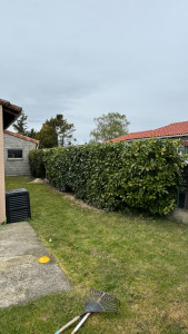 Photo de galerie - Rabattage d’une haie de 50 cm