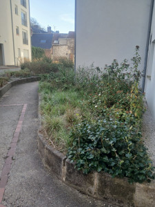 Photo de galerie - Tonte de pelouse - Débroussaillage