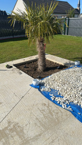 Photo de galerie - Plantation palmier et nettoyage des galets 