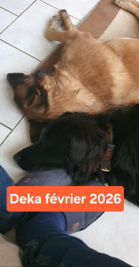 Photo de galerie - 1ère fois à la maison pour Déka. Pas de stress tant qu'il a la présence rassurante de ses copines et accessoirement d'un humain ?