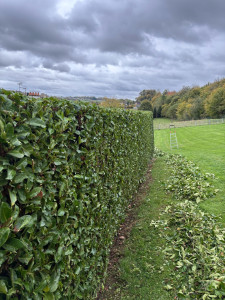 Photo de galerie - Haie 