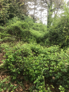 Photo de galerie - Tonte de pelouse - Débroussaillage