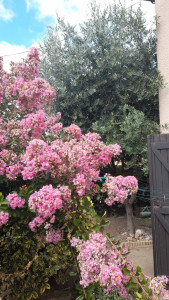 Photo de galerie - Choix variétale 