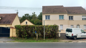 Photo de galerie - Taille d'une haie de noisetier 