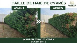 Photo de galerie - Taille d’une haie de cyprès 
