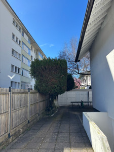 Photo de galerie - Taille de cyprès 