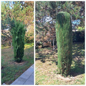Photo de galerie - Taille de cyprès  de provence