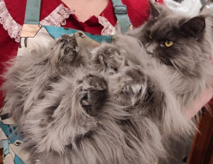 Photo de galerie - Toute ma vie j'ai eu des chats, on apprend à les comprendre des regards, des tons de miaulement, ils ont des personnalités différentes tout comme les humains. 