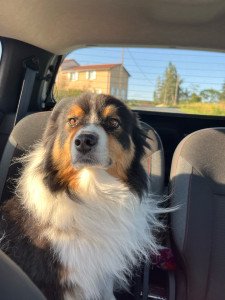 Photo de galerie - Garde chien