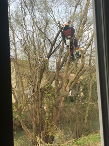 Photo de galerie - Elagage et coupe d'arbres