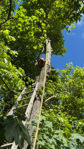 Photo de galerie - Ici sur cette photo intervention en cours cet arbre était placé dans une copropriété, j’ai donc procédé à un élagage dans le but de limiter le nettoyage et le ramassage des feuilles et ainsi permettre le soleil de pénétrer dans les 