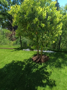 Photo de galerie - Paysagiste - Aménagement du jardin