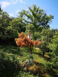Photo de galerie - Elagage et coupe d'arbres