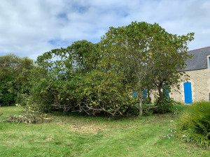 Photo de galerie - Elagage et coupe d'arbres