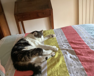 Photo de galerie - Mon chat qui est actuellement en vacances avec ma mère dans le Sud, l'appartement est donc libre pour d'autres boules de poils