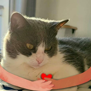 Photo de galerie - Garde chat