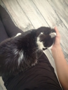 Photo de galerie - Glouton et ses câlins 