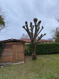 Photo de galerie - Elagage et coupe d'arbres