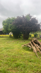 Photo de galerie - Taille de rehaussement sur les noisetiers 