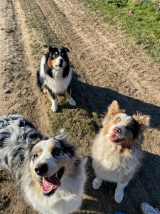 Photo de galerie - Garde animaux