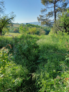 Photo de galerie - Réhabilitation du jardin. Avant 