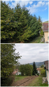 Photo de galerie - Coupe d'une haie de sapins avec évacuation.
Sans rognage de souche pour marquer la séparation de propriété 