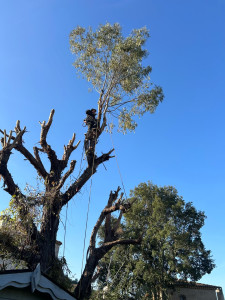 Photo de galerie - Taille d’un eucalyptus 