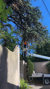 Photo de galerie - Elagage et coupe d'arbres