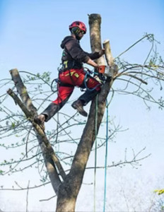 Photo de galerie - Elagage et coupe d'arbres