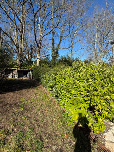 Photo de galerie - Taille de haie « AVANT » #2.2