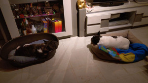 Photo de galerie - Garde chien