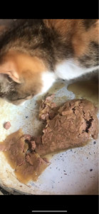 Photo de galerie - Soins et alimentation du chat