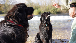 Photo de galerie - Garde chien