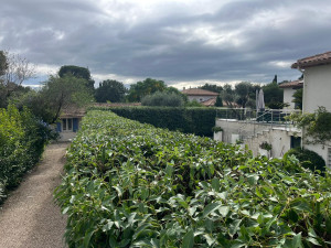 Photo de galerie - Rabattage haie faisant le tour de la propriété d'un client à La Roquette sur Siagne. 