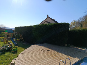 Photo de galerie - Taille de haie