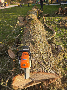 Photo de galerie - Elagage et coupe d un chene 