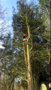 Photo de galerie - Abbatage par démontage 