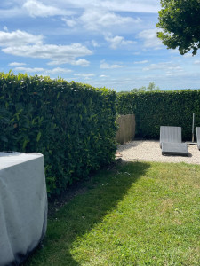 Photo de galerie - Taille de haies 