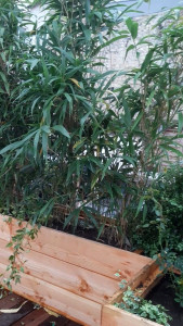 Photo de galerie - Plantes jardinière 