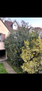 Photo de galerie - Taille de haies et d'arbustes