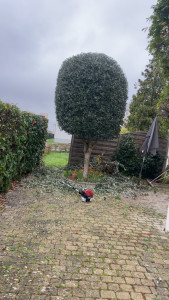 Photo de galerie - Taille d’un olivier 