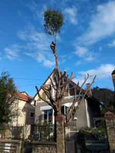 Photo de galerie - élagage d'arbre Par rétention